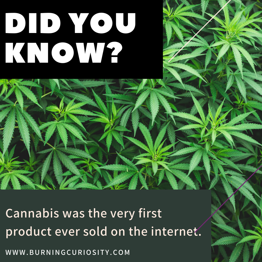 pot weed marijuana cannabis facts