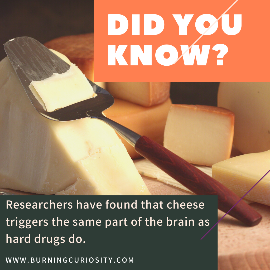 facts about cheese