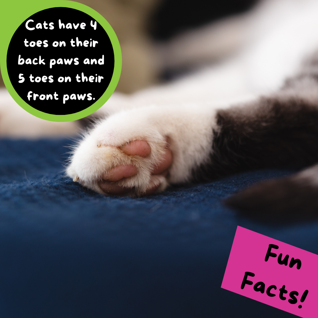 facts about cats