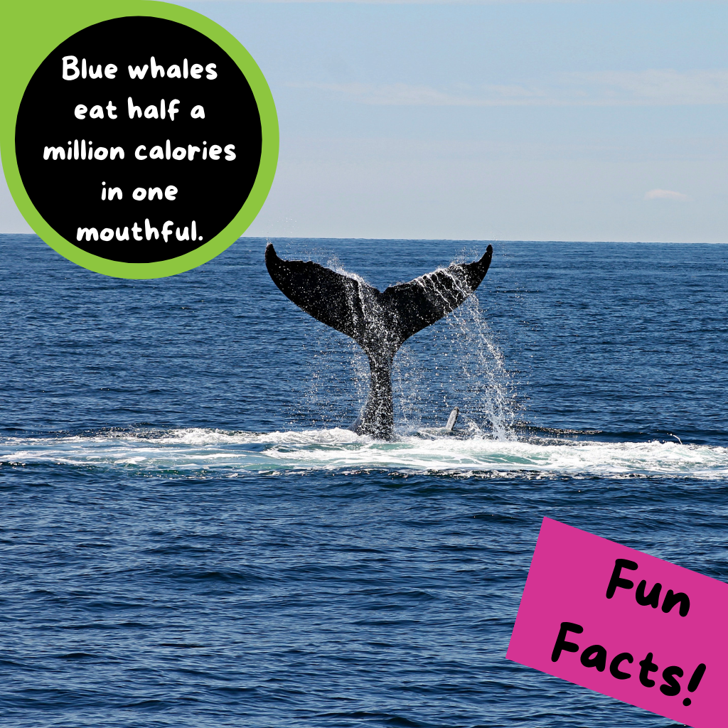 facts about whales