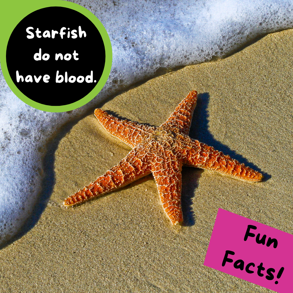 sealife facts